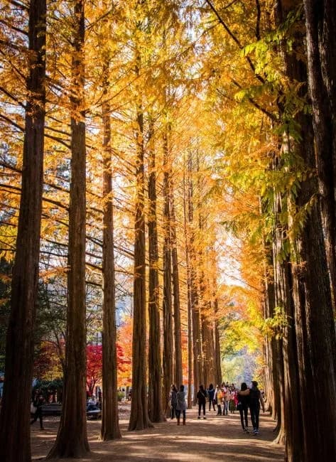 Autumn on Nami Island’s Metasequoia Lane.